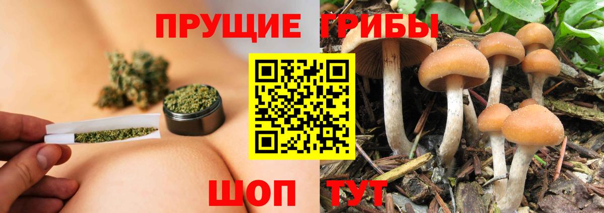 Ростов Великий  Галлюциногенные грибы Psilocybine cubensis  Вход с VPN 